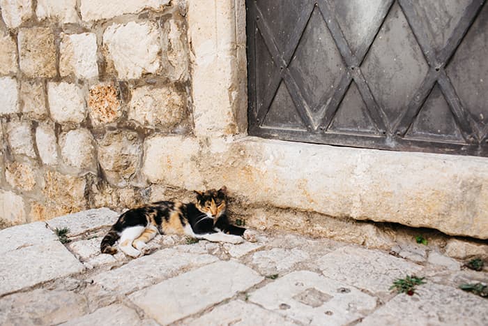 street cat