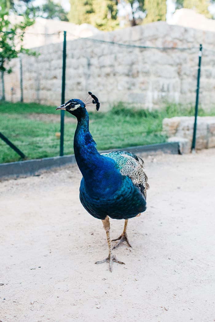 peacock