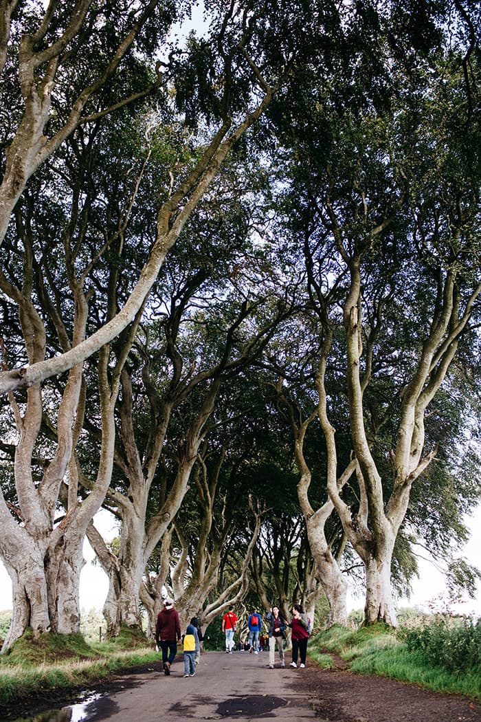 the dark hedges