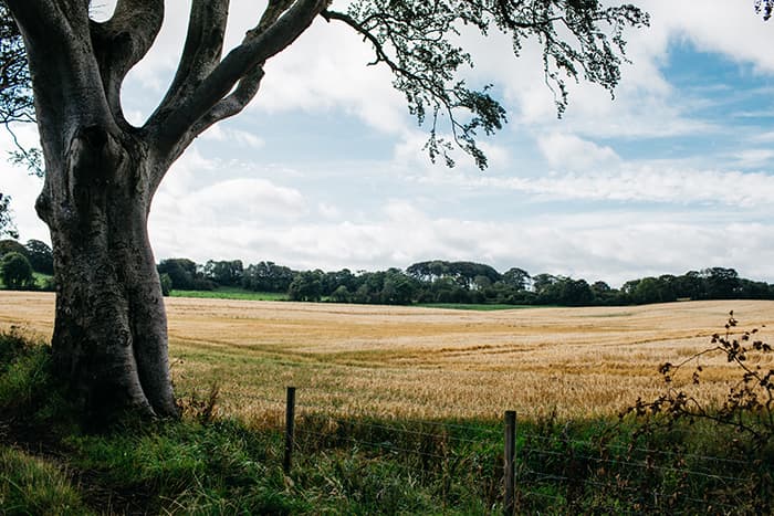 field near the dark hedges