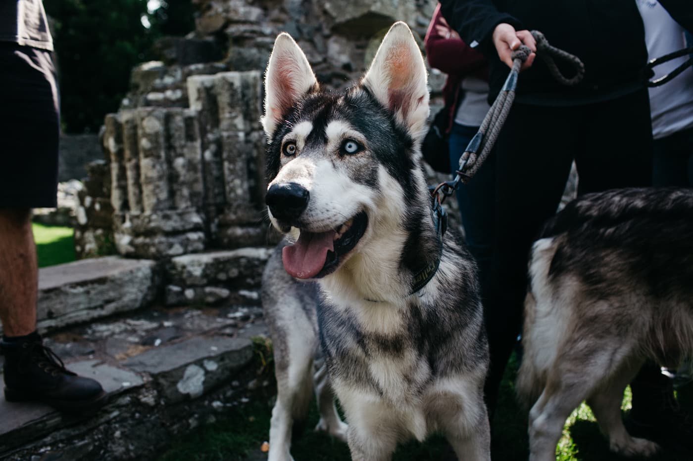 direwolf (thor)