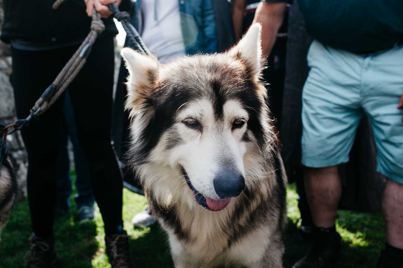 direwolf (odin)