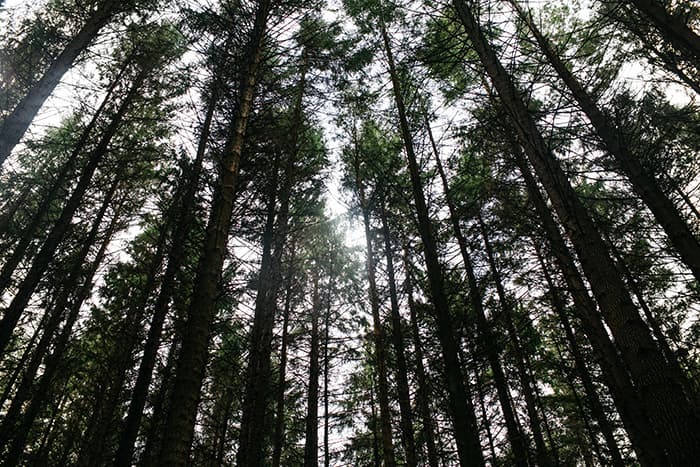 tollymore forest