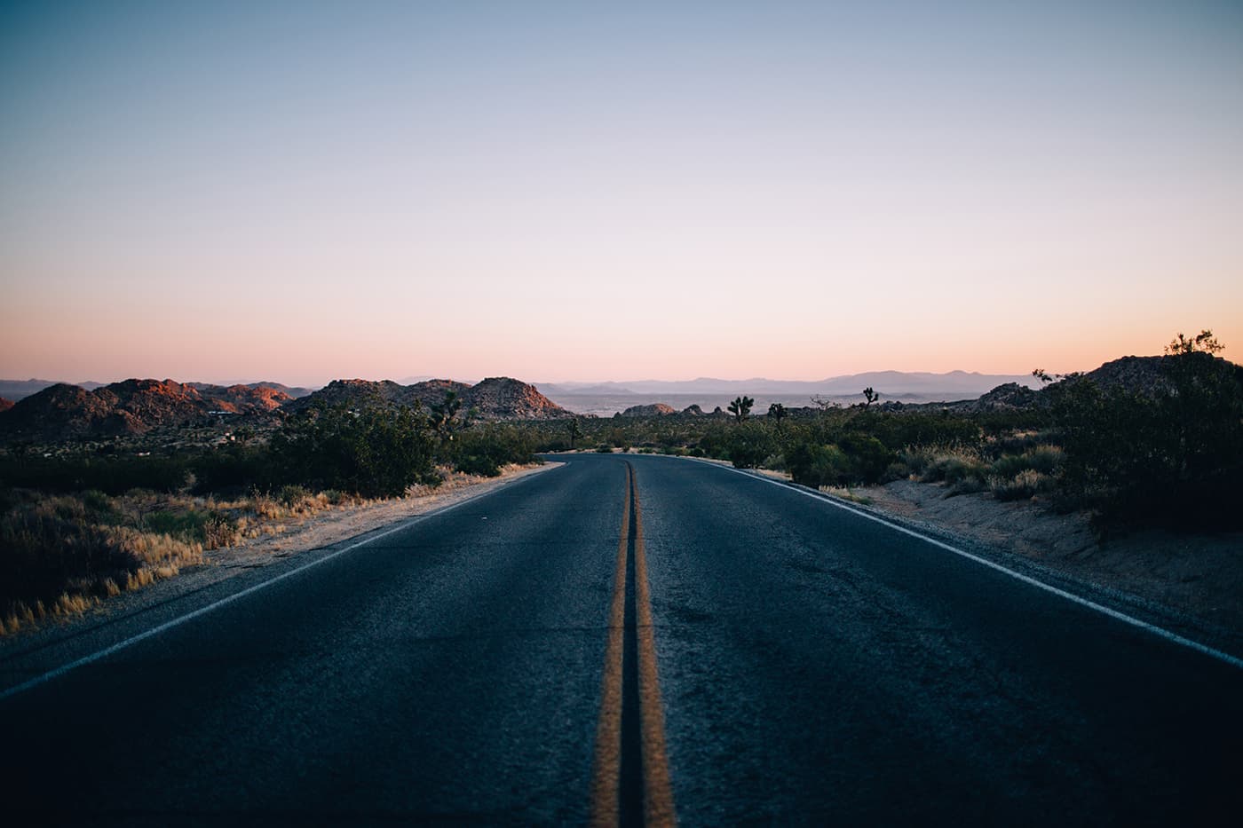 joshua tree