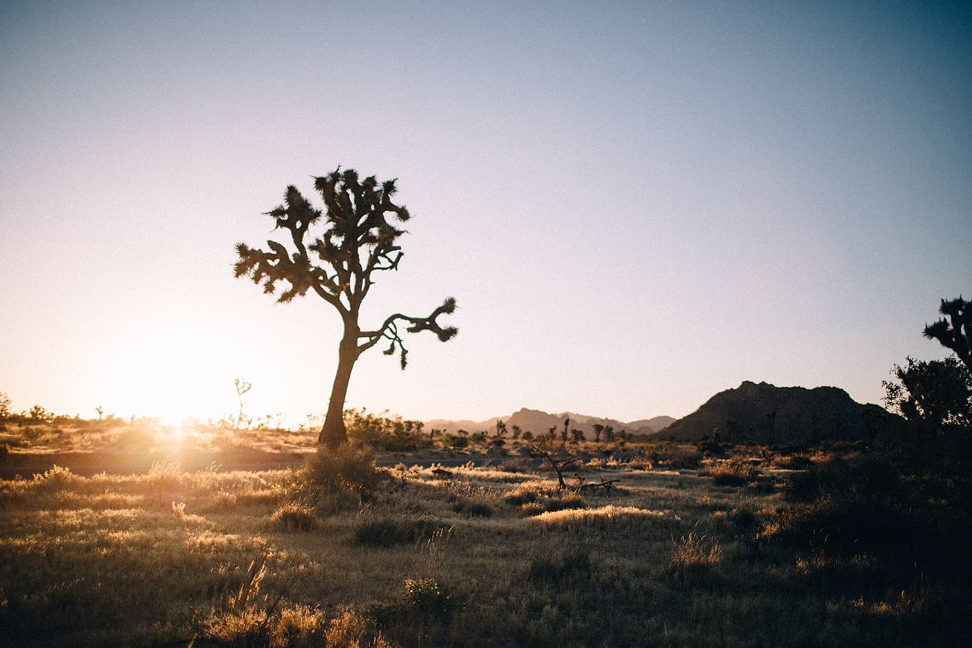 joshua tree