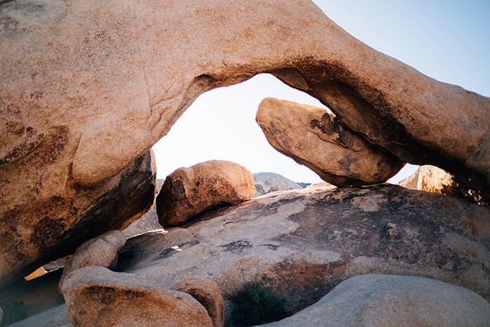 joshua tree